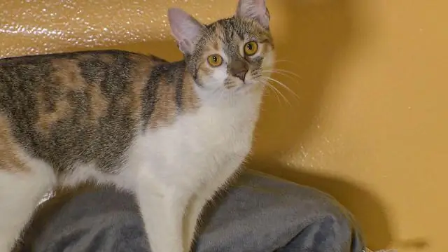 Подвергая детей воздействию собак, кошки рано могут окупиться