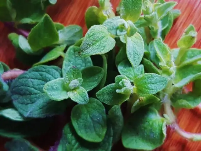 Использование эфирных масел во время родов