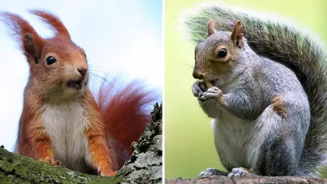 6 Типы тканевых подгузников