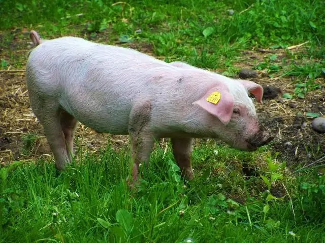 Ваксация в домашних условиях: продукты, плюсы и минусы, чего ожидать