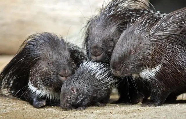 Что подвергает вас риску простуды?