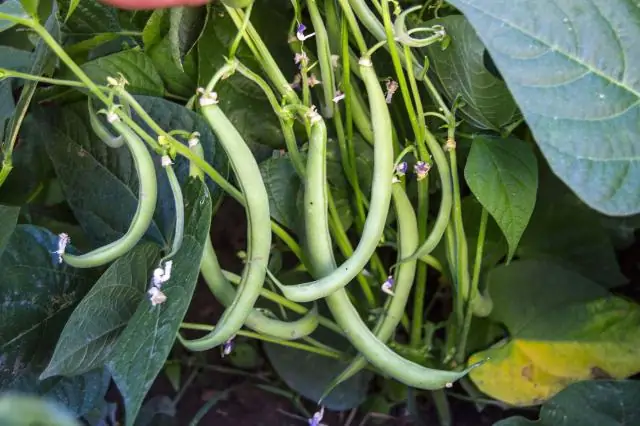 Инъекторы для струйного инсулина: что нужно знать