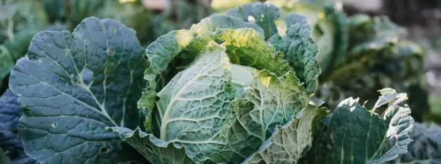 Оптовые закупки: какие продукты покупать