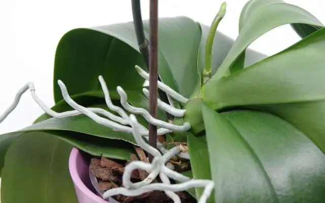 Почему вы должны использовать донора яйцеклеток? Донорство яйцеклеток, юридические права и многое другое