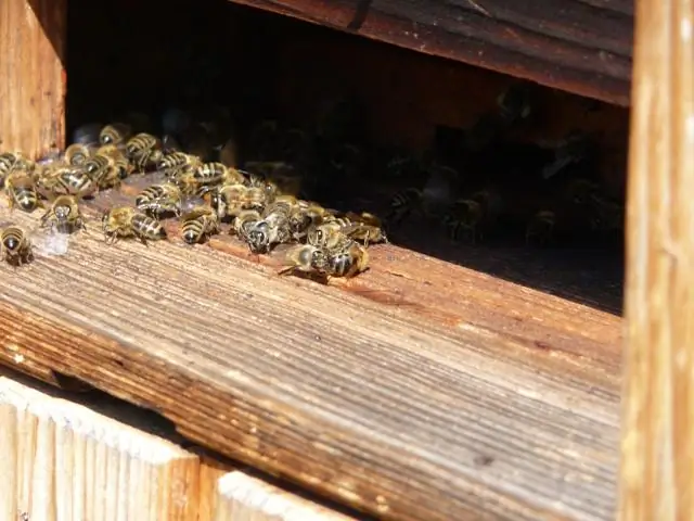 Начало шизофрении: когда это происходит и ранние признаки