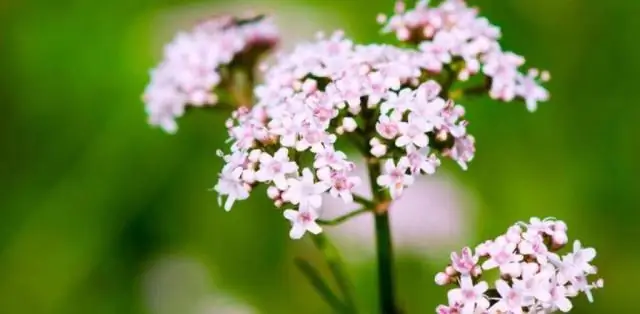 Валериана от беспокойства или сна, бессонницы