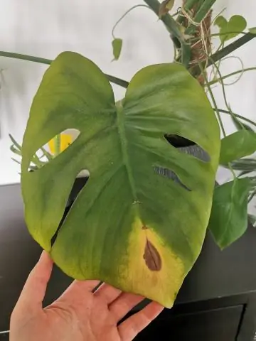 Что такое опекунство?