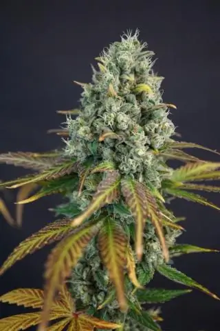 Семьи ищут медицинскую марихуану в Колорадо