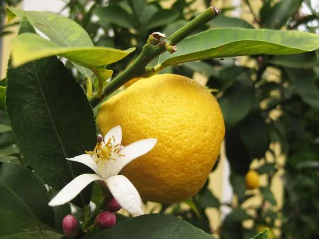 Похороны дизайнеров: последний побег