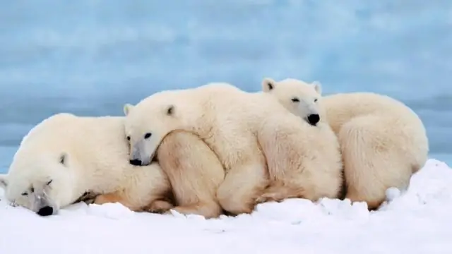 Помощь по уходу: подпишите, что она вам нужна, и где ее получить