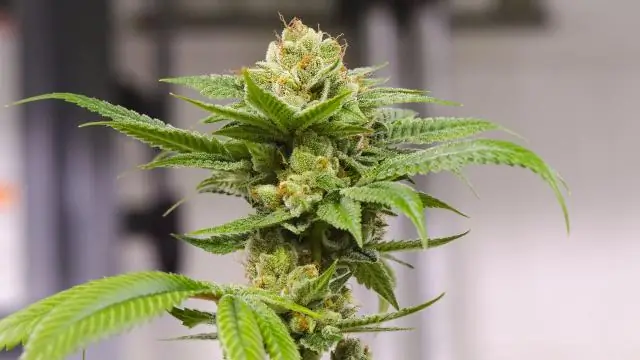 Под кайфом от марихуаны Анонимные