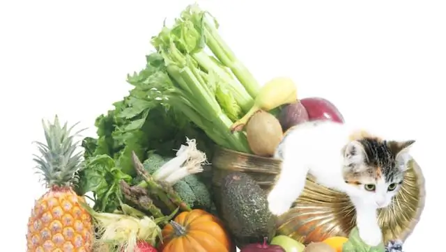 Безвредные для мигрени продукты, безопасные и для вашей кошки