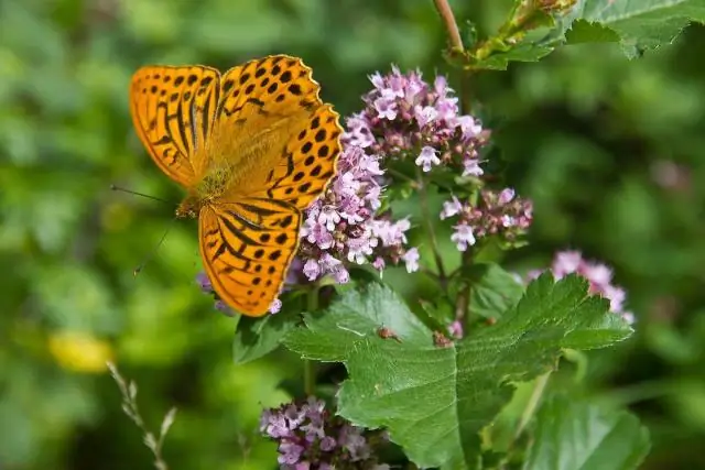 В поисках любви: понять, что вам нужно