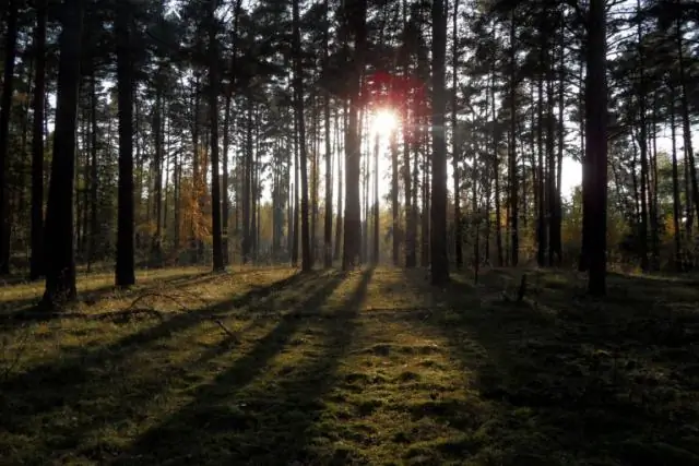 Когда нужно собирать шелковицу?