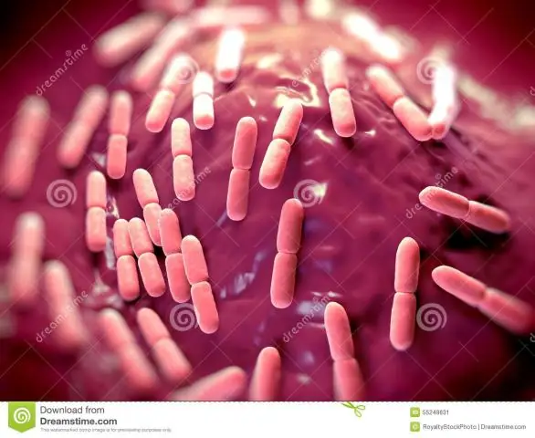 Какое еще название Lactobacillus acidophilus?