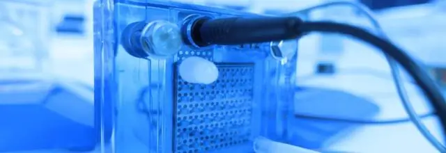 Что действует как катализатор синтеза углеводов во время фотосинтеза?