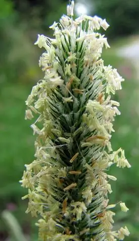 Что такое МКБ 10 СМ?