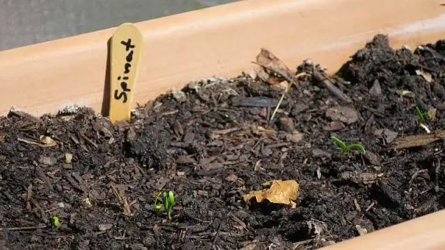 Как вырастить шпинат на балконе?