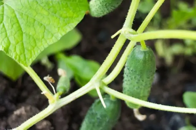 Могут ли вместе расти горох и огурцы?