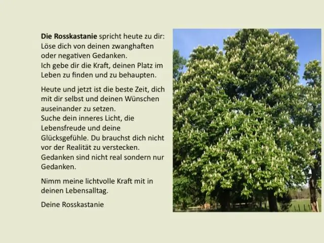 Как долго конский каштан работает?