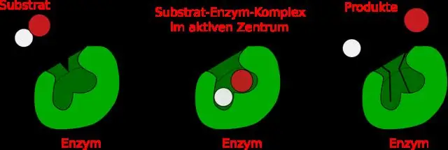 Что такое амилаза и ее функция?