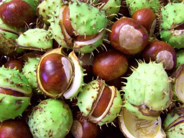 Водяные каштаны и каштаны - это одно и то же?