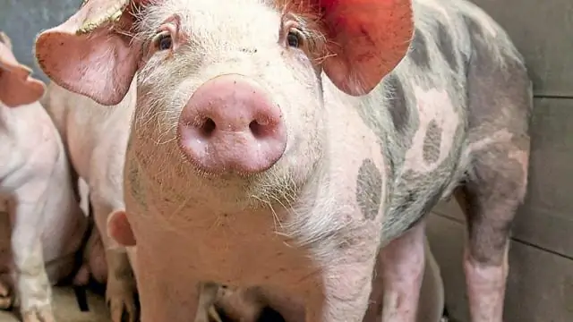 Сколько какает свинья?