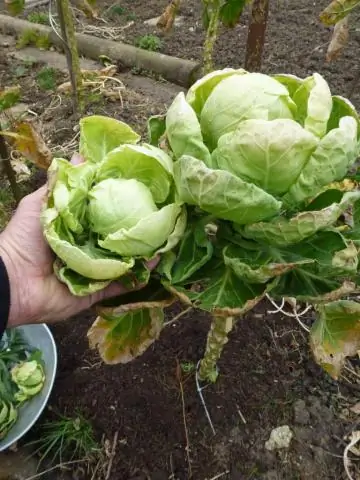 Брюссельская капуста - это фрукт?