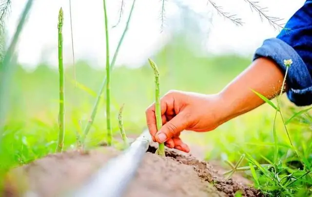 Сколько времени нужно росткам, чтобы вырасти?