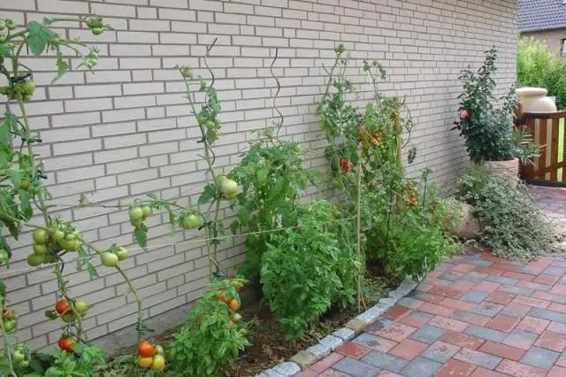 Растут ли бобы пегой лошади на виноградной лозе?