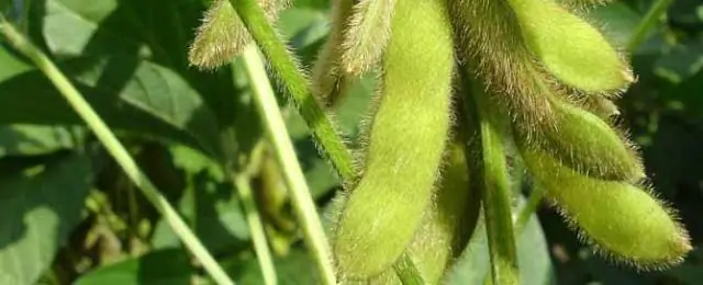 Вызывает ли соя эстроген?