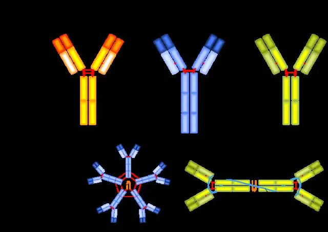 Что такое сайт связывания антигена?