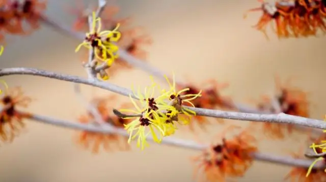 Каковы две распространенные причины потрошения послеоперационной раны при АТИ?