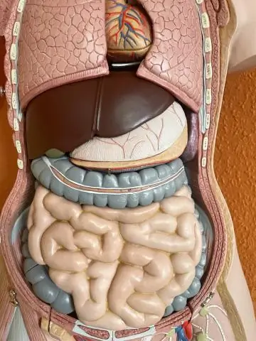 Как я могу быстрее залечить повреждения тканей?