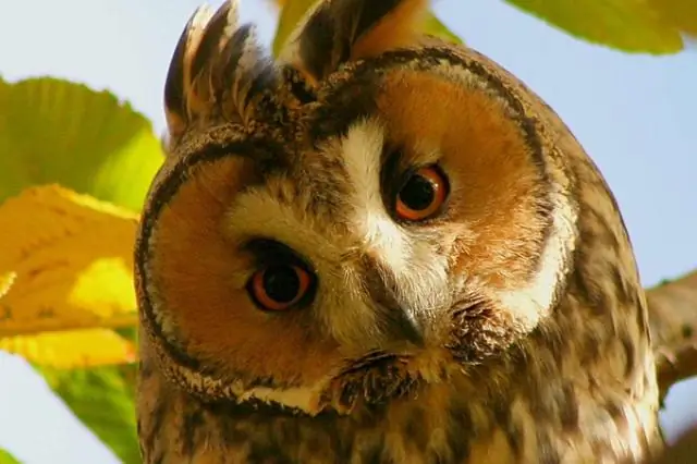 Какие существуют типы цитокинов?