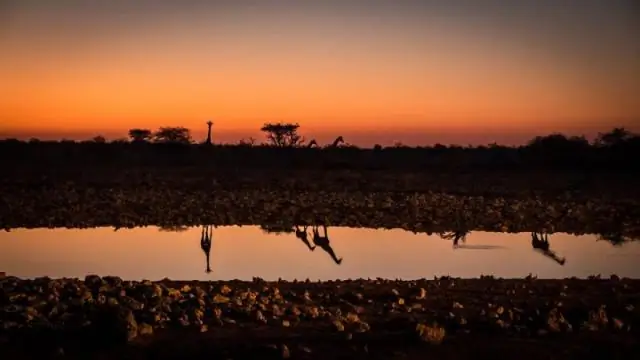 Безопасен ли дикий ямс?