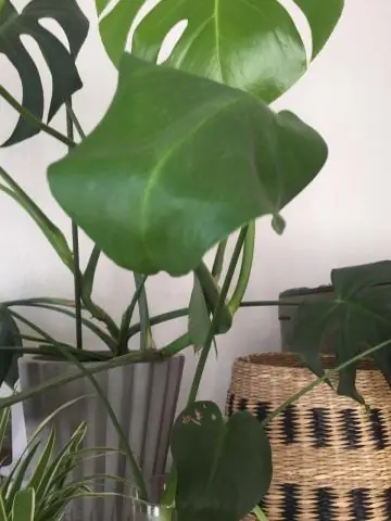 Можно ли получить полоскание носовых пазух NeilMed по рецепту?