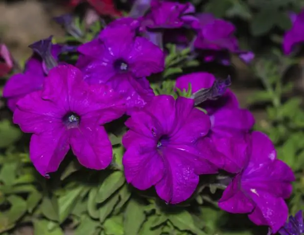 Что такое два фотопигмента?