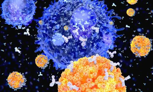 Где антигены связываются с антителами?