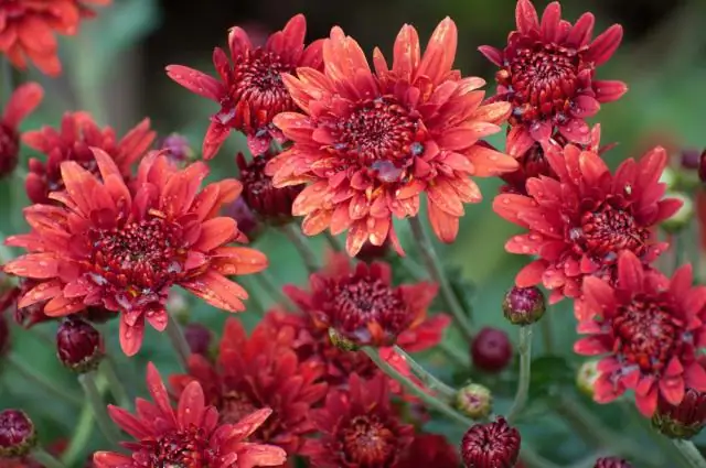 Что производит рангл?