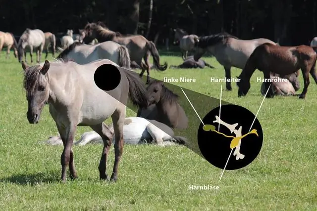 Как почки регулируют pH?