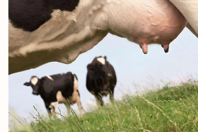 Что является этиологическим агентом инфекционного мононуклеоза?