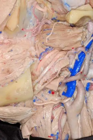 Зачем делают рассечение шеи?