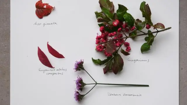 Следует ли обрезать вербену бонаринсис?