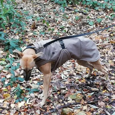 Как измерить собаку на коленный бандаж?