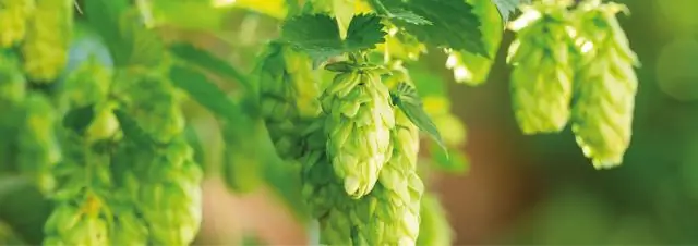 Можно ли пить алкоголь с сухой розеткой?