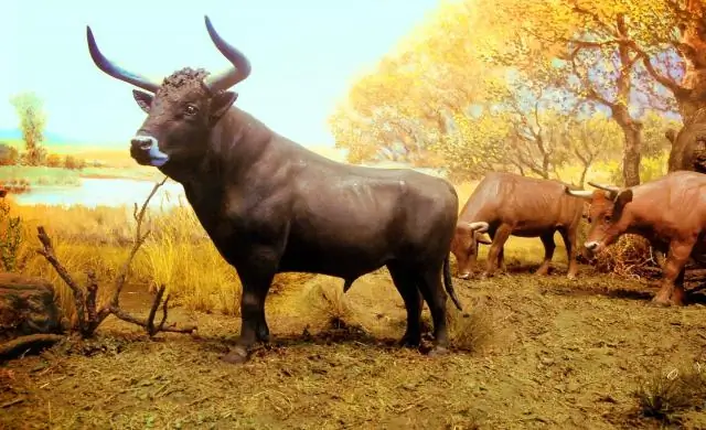 Факторы, влияющие на доступ к услугам первичной медико-санитарной помощи для людей с ограниченными возможностями в сельских районах: обобщение структуры «наилучшего соответствия»