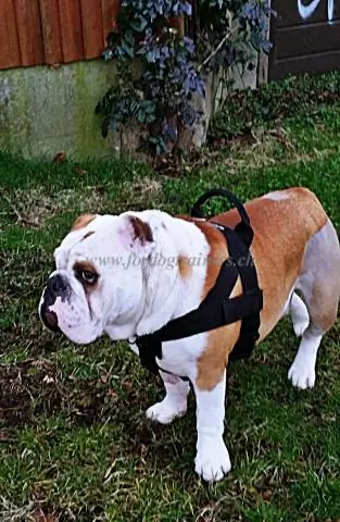 Генетическая оценка английского бульдога