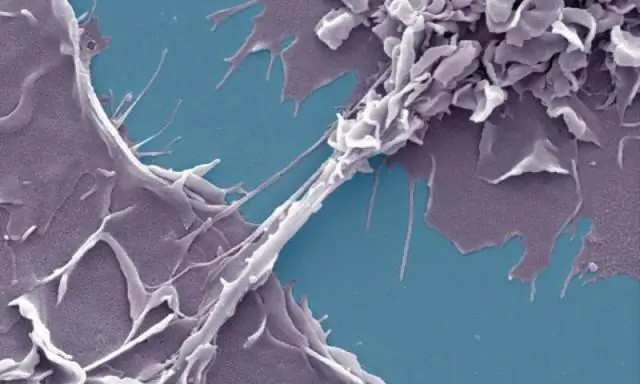 Совместное распространение и совместное заражение вирусами чикунгуньи и денге