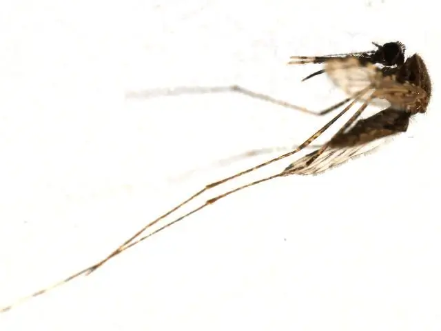 Генетическая однородность Anopheles Maculatus в Индонезии и происхождение нового вида, присутствующего в Центральной Яве